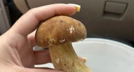 Грибы.
