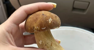 Грибы.