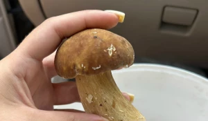 Грибы.