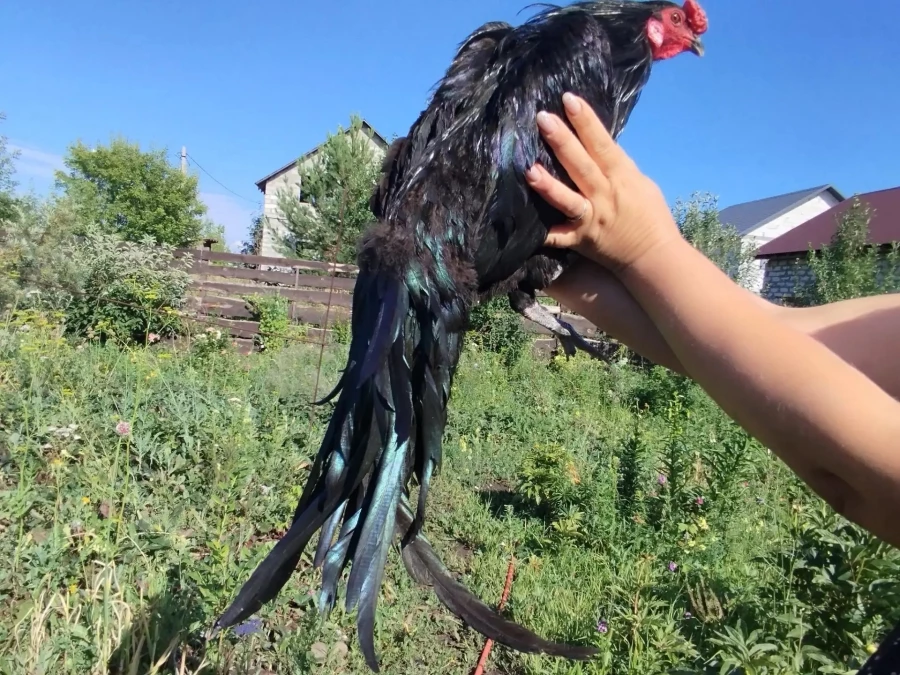 Курицы редкой породы.