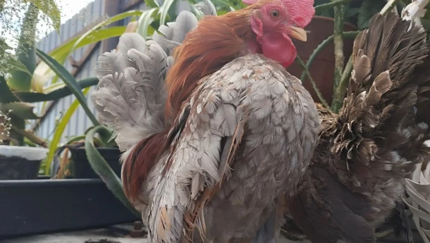 Курицы редкой породы.