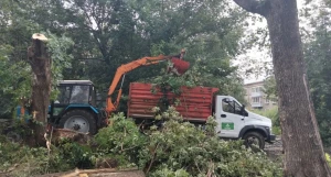 Уборка поваленных деревьев.