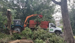 Уборка поваленных деревьев.
