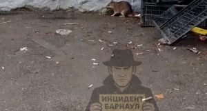 Крысы-оккупанты захватили придомовую территорию