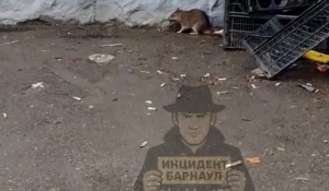 Крысы-оккупанты захватили придомовую территорию