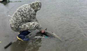 Барнаульский рыбак поймал сазана весом почти 11,5 кг