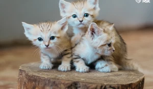 Барханные котята.