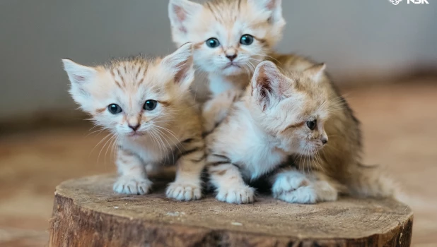 Барханные котята.