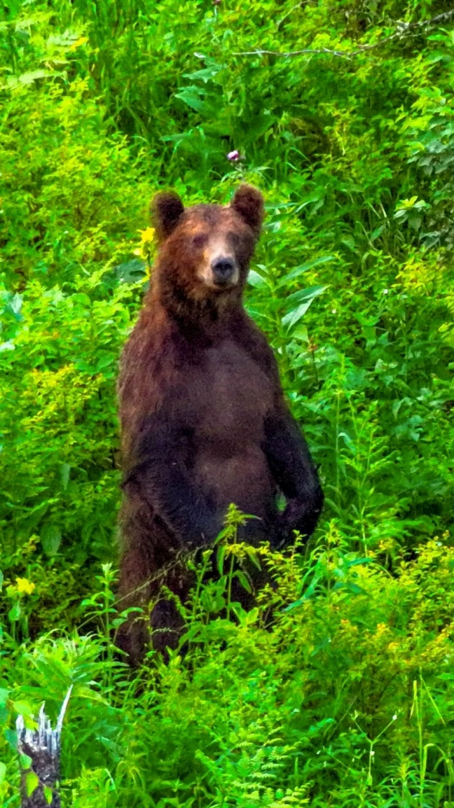 Медведи на Алтае.