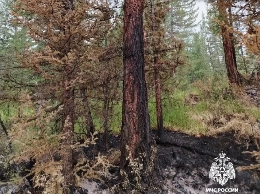 На Алтае лесной пожар охватил почти 30 гектаров