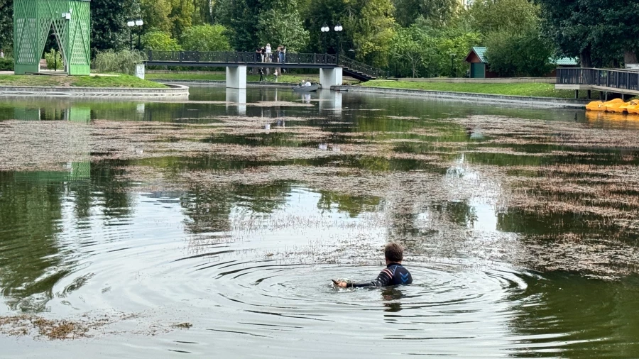 В парке «Изумрудный» начали чистить пруд от водорослей.