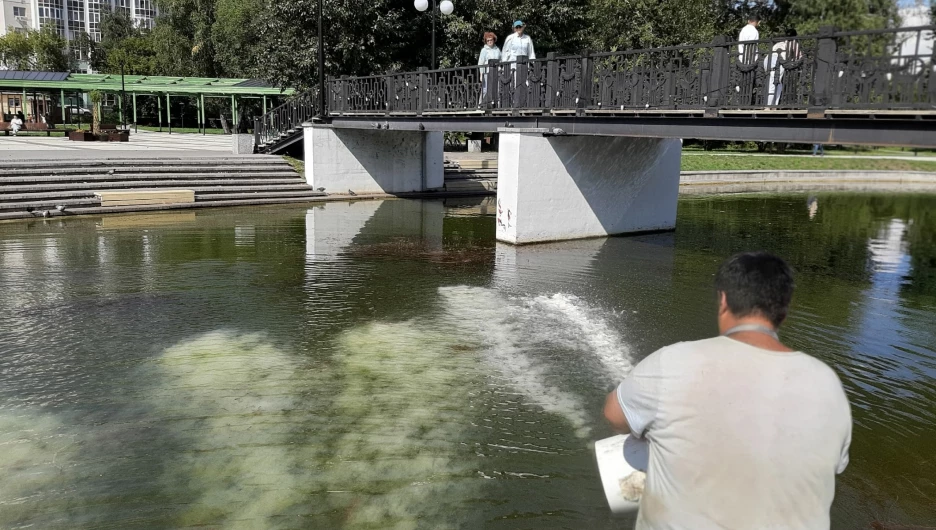 Очистка пруда в парке Барнаула.