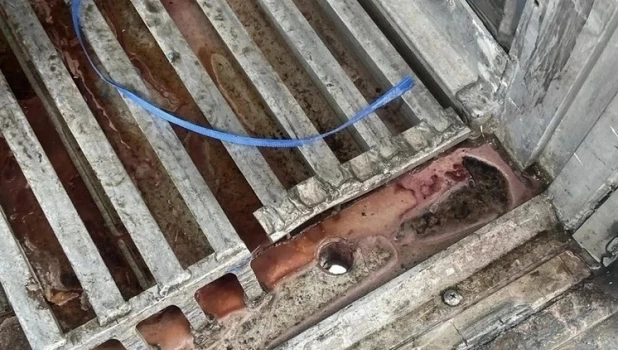 В Барнауле уничтожили более трех тонн кальмаров