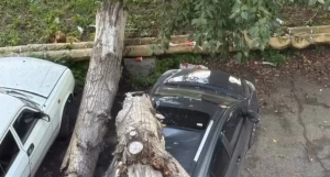 Дерево рухнуло на припаркованный автомобиль в Барнауле.