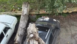 Дерево рухнуло на припаркованный автомобиль в Барнауле.