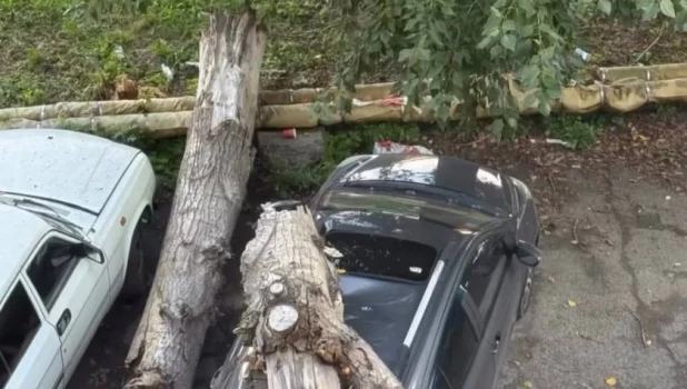 Дерево рухнуло на припаркованный автомобиль в Барнауле.