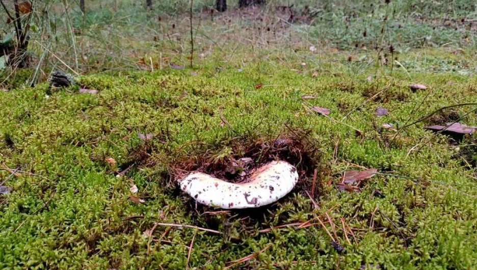 Любители тихой охоты в Алтайском крае жалуются на скудные результаты
