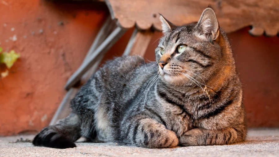 Кошка.