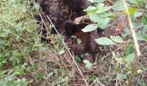 На Алтае медведь залез в огород на приусадебном участке
