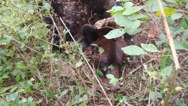 На Алтае медведь залез в огород на приусадебном участке