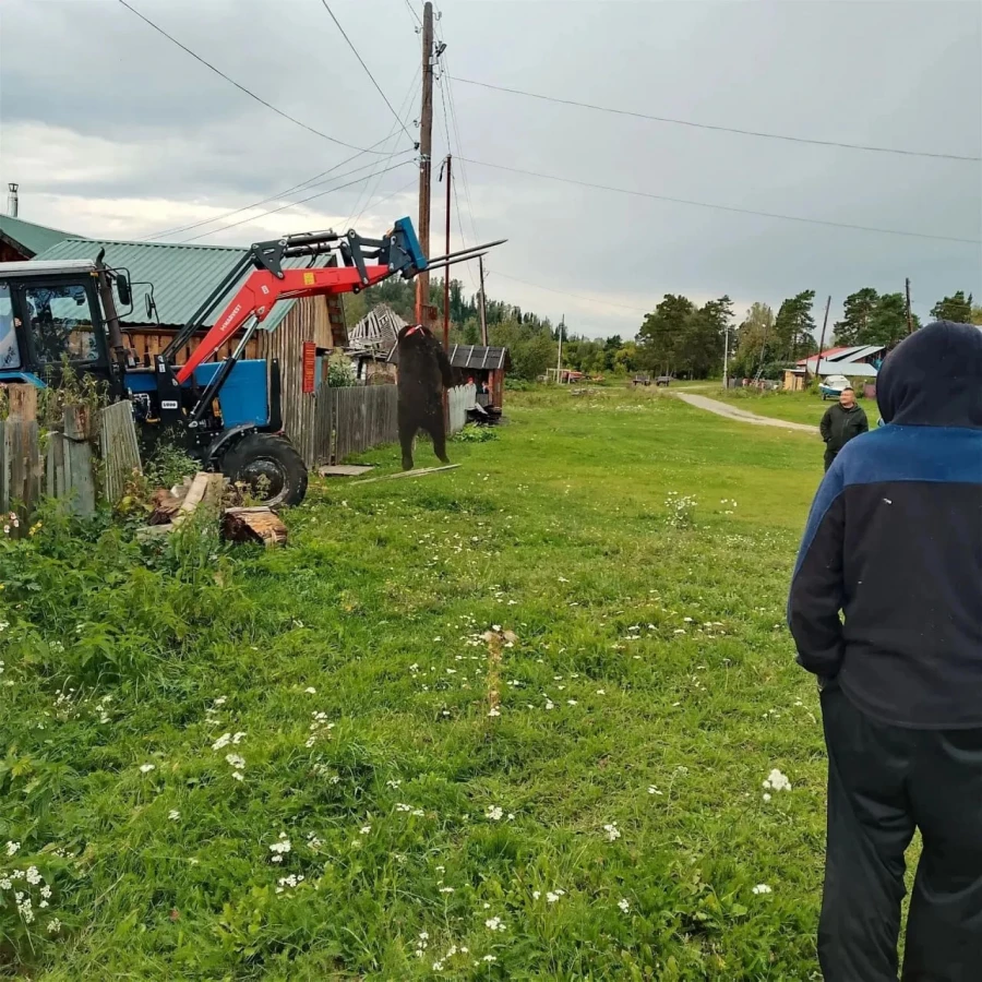 На Алтае медведь залез в огород на приусадебном участке