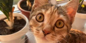 Кошка. Питомец.