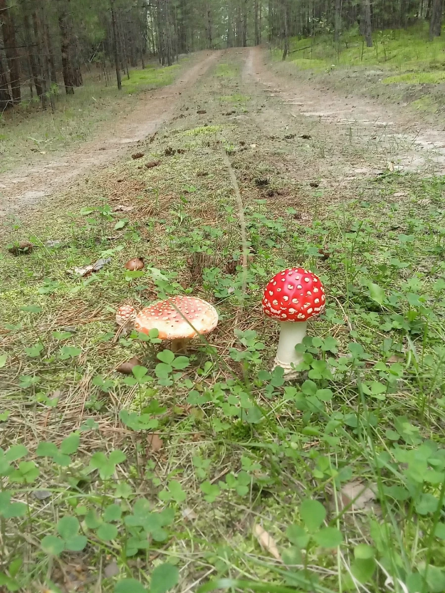 Грибы в Алтайском крае.