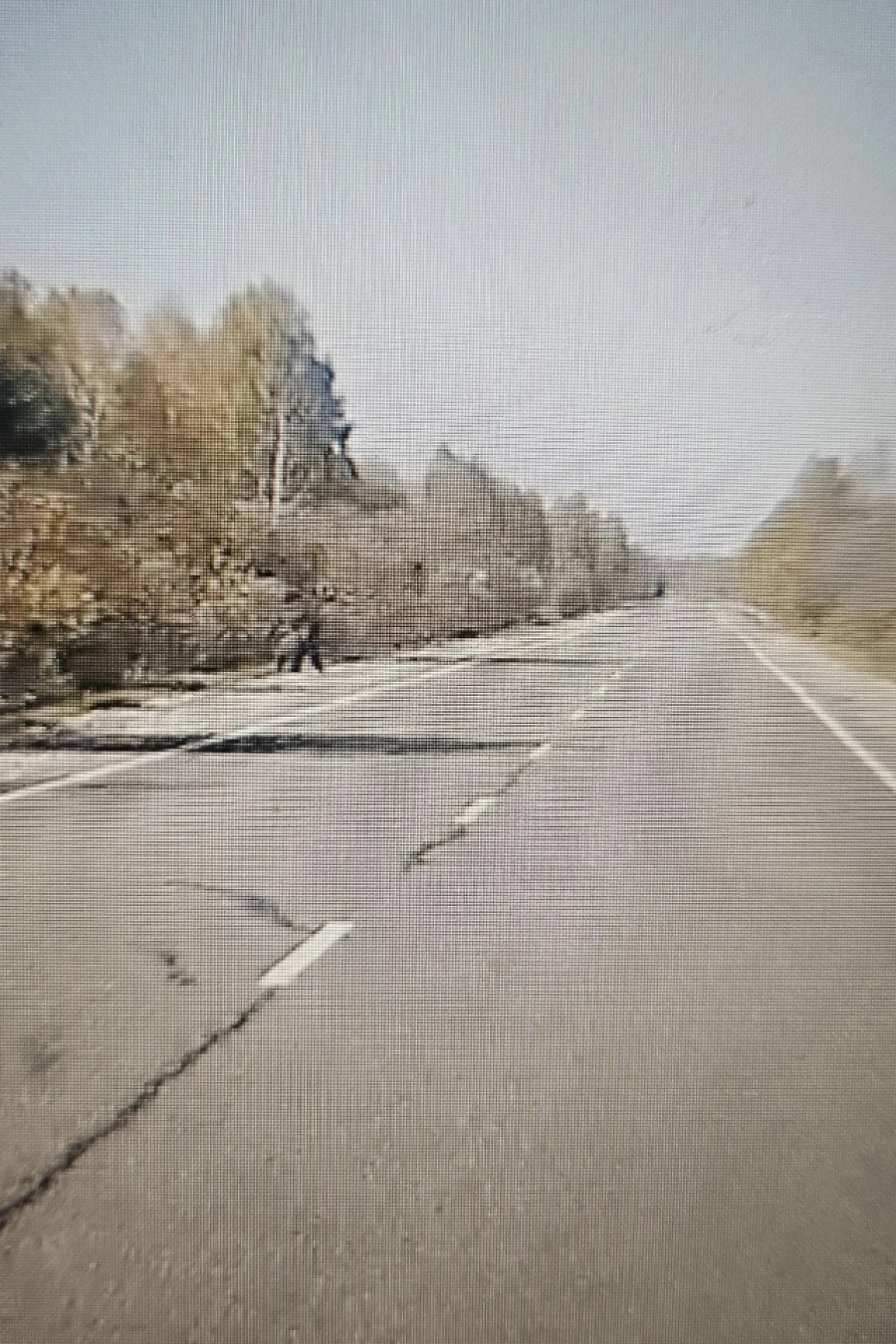 Медведя видели в Алтайском крае.
