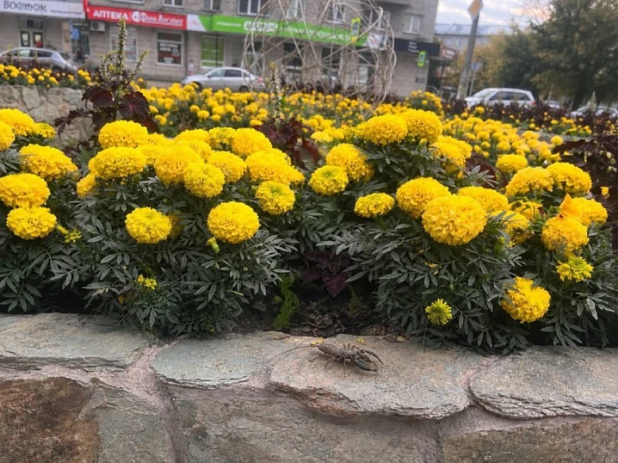 Телифон, паук
