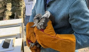 На Алтае выпустили краснокнижных балобанов
