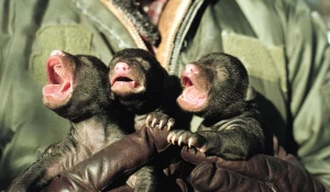 Новорождённые медвежата барибала.