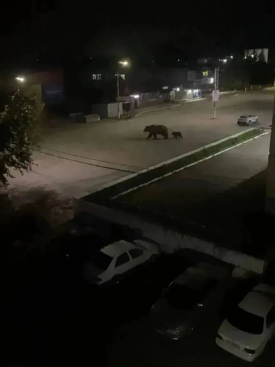 Медведи в Заринске.