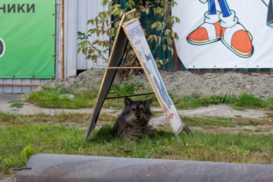 Коты и кошки на улицах Барнаула.