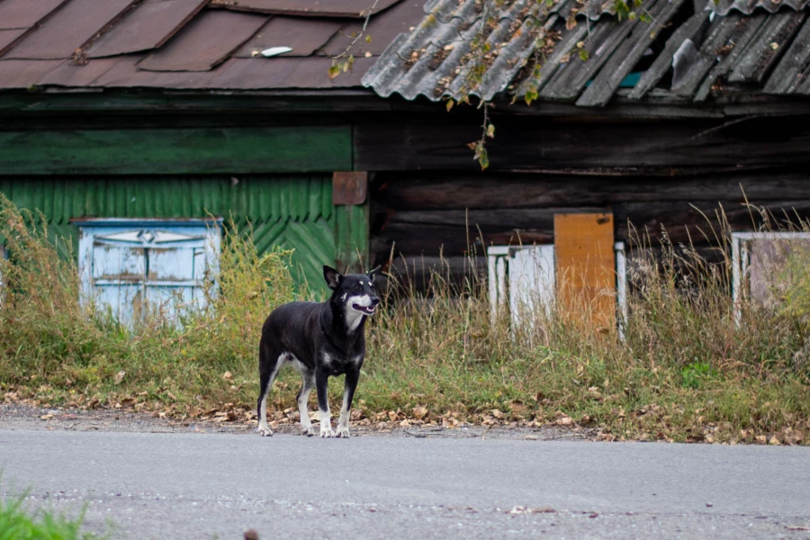 Коты и кошки на улицах Барнаула.