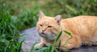 Коты и кошки на улицах Барнаула.