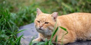 Коты и кошки на улицах Барнаула.