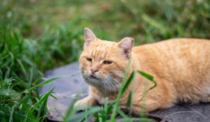 Коты и кошки на улицах Барнаула.