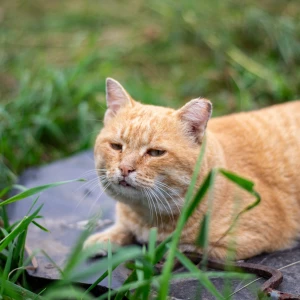 Коты и кошки на улицах Барнаула.