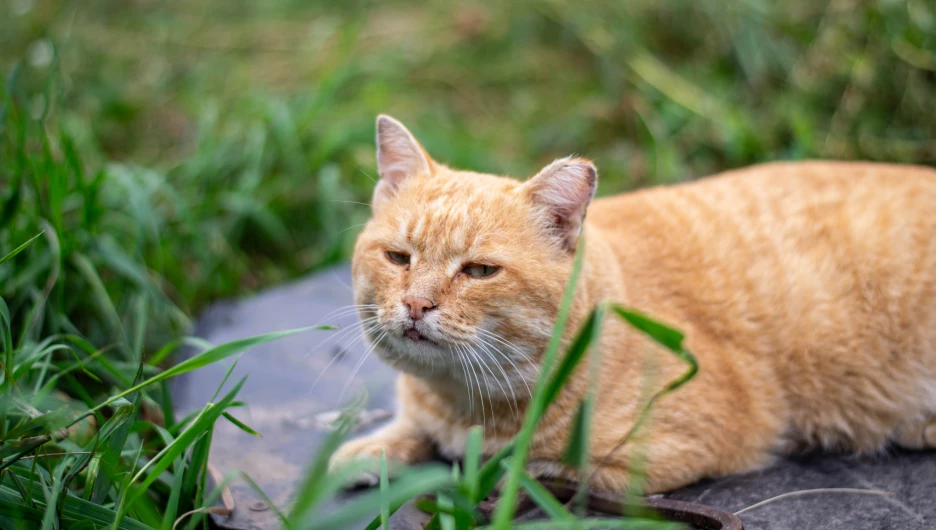 Коты и кошки на улицах Барнаула.