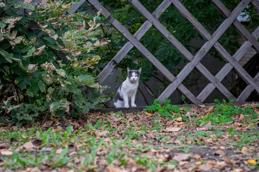 Коты и кошки на улицах Барнаула.