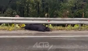 На российской трассе нашли мертвого медведя.