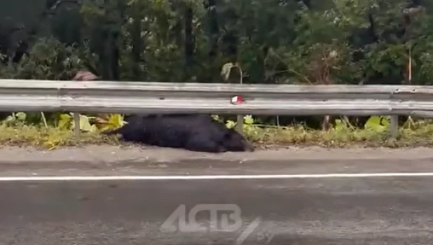 На российской трассе нашли мертвого медведя.
