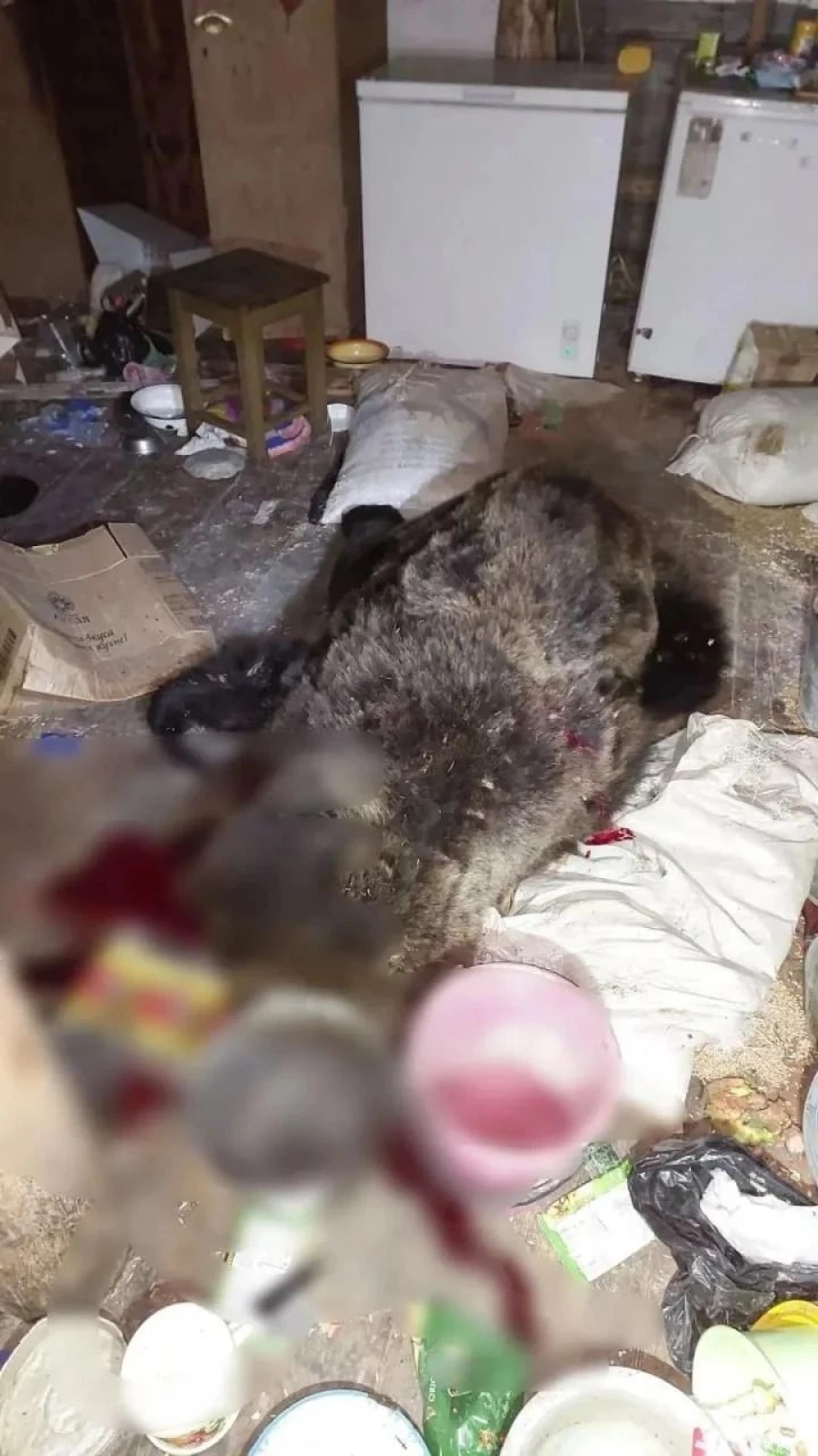 Медведь ворвался в дом на Алтае