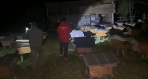Кадры с пасеки, где медведь напал на подростка