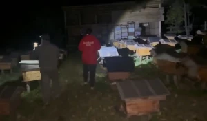 Кадры с пасеки, где медведь напал на подростка