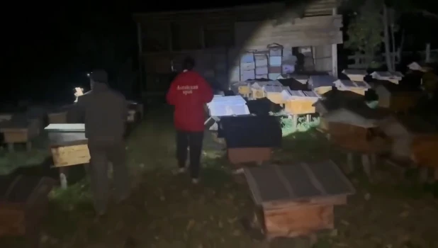 Кадры с пасеки, где медведь напал на подростка