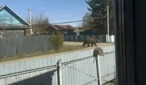 Сгенерированный медведь