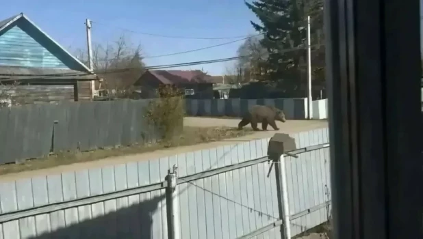 Сгенерированный медведь